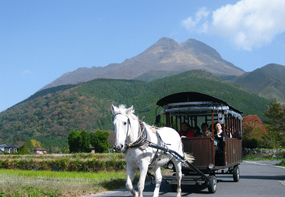 Sightseeing Horse-drawn Carriage