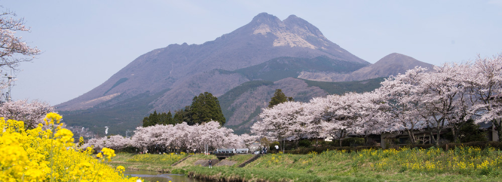 Spring(봄)